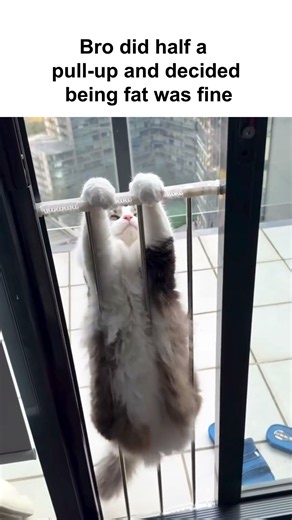 Cat is gonna give up