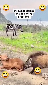 218K views · 473 reactions | Kasongo said no to peace  #reelschallenge #dancers #singapore #couple #monkey #Pakistan #millionairemindset #singa #millionviews #challenge | Rosse Rosse | Facebook