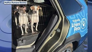 Halifax Humane Society takes in 41 dogs from hoarder