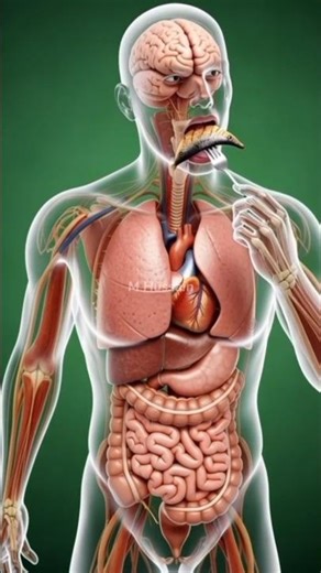 “What Fish REALLY Does Inside Your Body M Hussain #medicalanimation #eyemuscles