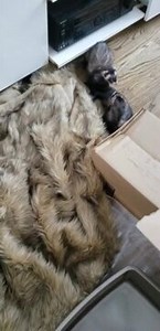 To license this content please click here: https://www.jukinmedia.com/licensing/view/1337828?utm_source=RMsocialpost&utm_medium=RMsocialpost | Jukin Copyright Management | Facebook