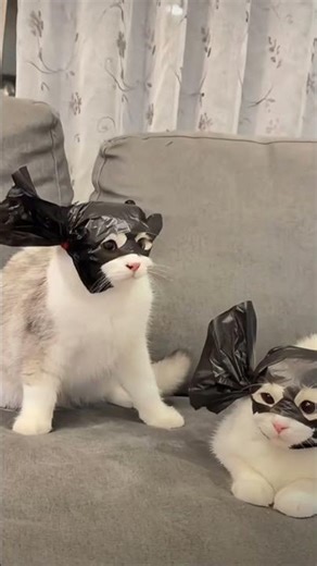 cat sound | viral cat sound | cat cartoon comedy 🤣