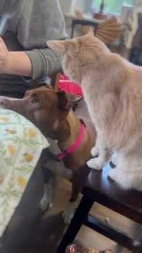 DOG vs CAT 🐶🐱 | Who’s REALLY the Ultimate Pet? #cat #dog