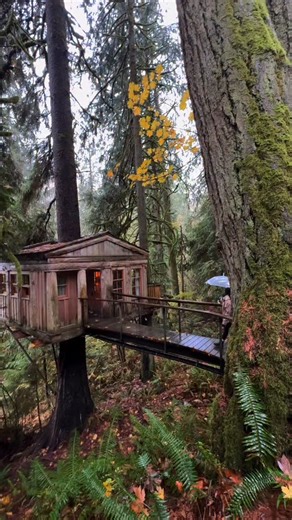 Treehouse Point on Instagram: "Happy Small Business Saturday! 🫶 In celebration of being a small business, and as a huge thank you to you for shopping locally and booking a stay in our treehouse bed and breakfast, we are offering 20% off weekday stays during January-April of 2026 using code the: A07397F914C091FDE615 or clicking the link in our bio 💕 Offer ends by the end of today! #washington #treehouse #smallbusinesssaturday #getaway #bedandbreakfast"