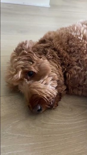 Dog￼ thinks he’s a potato￼!