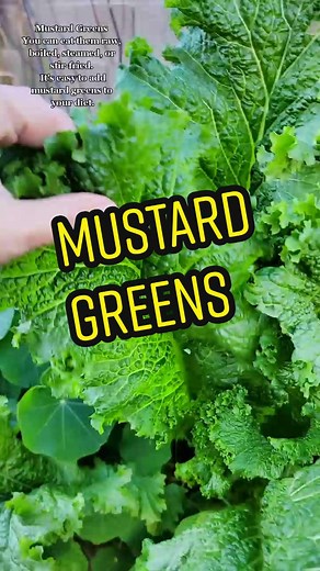 Grow Mustard Greens: Never Plant Seeds Again!