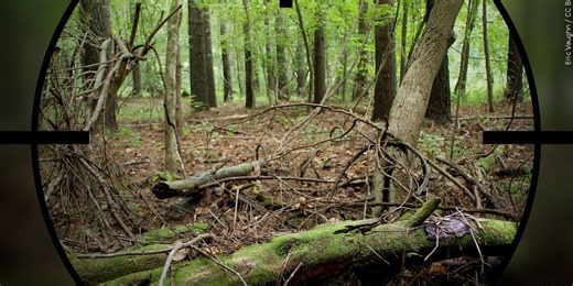 Hunter accidentally shoots and kills man while aiming for deer, game commission says