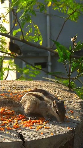 cat shows for cats to watch birds