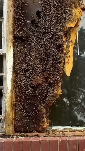 MUST-SEE: Thousands of honey bees and massive hive removed from Atlanta home