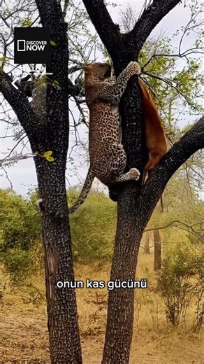 Leopar Neden Avını Ağaca Taşır? | Sessiz Suikastçı #discovernow