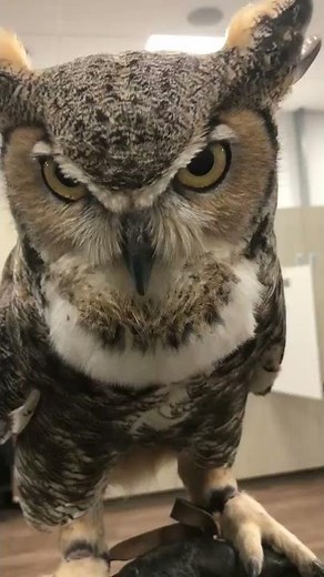 The call of a great horned owl