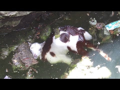 Baby goat drowning in well reunited with mama.