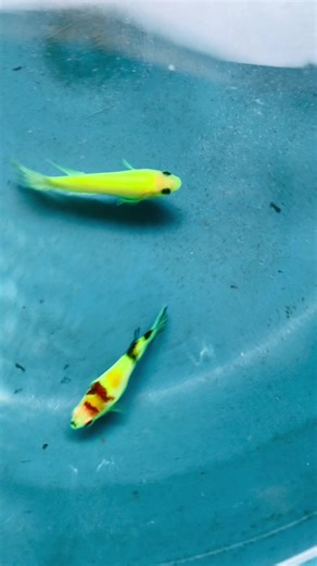 Glow Betta vs Glow Multi Color Breeding Guide