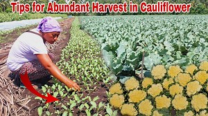 7.7K views · 164 reactions | Cauliflower Farming Complete Guide From Seeds to Harvest Hello mga Idol,sa video na ito ating alamin kung paano nga ba itinatanim ang cauliflower at paano ito alagaan upto harvest. Gusto mo bang Ma-Feature namin? Pls. Contact us in our Personal Facebook ( Dandne Castro or Kin Bade) or message us directly sa ( Dandne- 09855709898 or Kin - 09355430742 | Pinoy Palaboy | Facebook