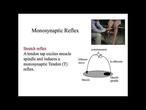 NIH basic training course on transcranial magnetic stimulation (TMS) Cortical Anatomy & Neurophysiol