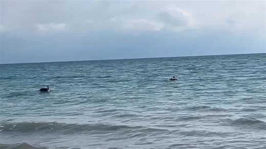 Love the water love the beach love the pelicans | Beverly Sewers