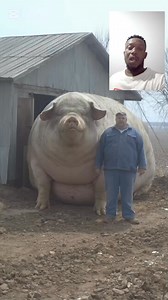 7.8K views · 40 reactions | The BIGGEST pig in the world #GuinnessWorldRecord #guinessworldrecords #guinessbookofworldrecords | BrainBox MD | Facebook
