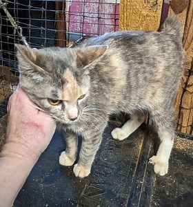 Edenfarm Manx Cats on Reels