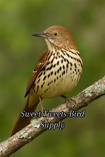 Why is this bird my favorite backyard singer? Just listen. Brown Thrasher flex incoming. 🎧🐦 #BirdTok #BirdNerd #BrownThrasher #naturenerd