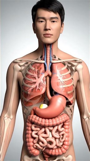 Inside the Body After You Eat a Boiled Egg | 3D Transparent Organs + Worms Animation