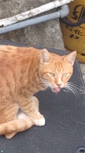 另外兩隻走埋出來玩。最少有三隻!2025-11-4日本仔第十三次第七百九十三日排核污水入海