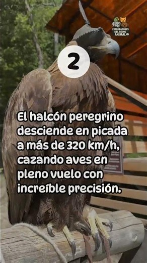 Top 5 Fastest Animals in the World on Land, in the Air, and in Water