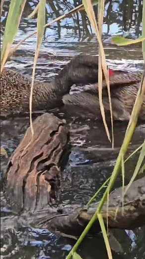 🦆 The Freckled Duck Australia.