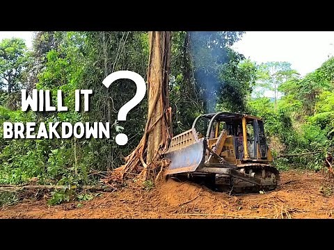 How a Small Dozer Breakdown a Big Tree, Dozer Clears The Forest into a Plantation