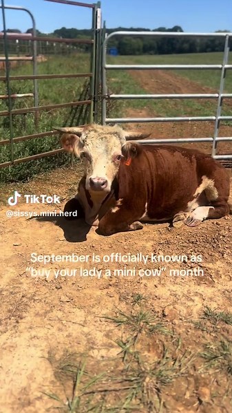 Celebrate 'Buy Your Lady a Mini Cow' Month