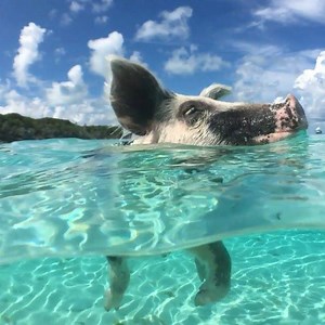 23K views · 401 reactions | We're low key obsessed with these swimming pigs... but can you blame us? ⁣ Did you know: Pig Beach gets its name from the colony of feral pigs that live on the island! Have you visited? | Tastemade Travel | Facebook