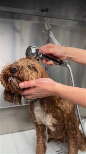 💜 Un vrai petit charmeur : Charlie, notre Cockapoo du jour ! #swissdog | Happy Dog Day Spa