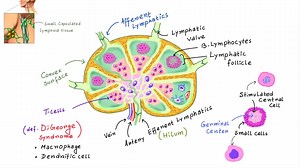 LYMPH NODE Anatomy & Histology Simplified Lymphatic system simplified/ Lymph node physiology | Medinaz