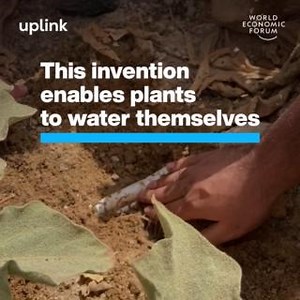 5.3K views · 197 reactions | This irrigation system can cut water use in half and energy use by up to 90%. Learn more about Responsive Drip Irrigation, on UpLink: https://bit.ly/3Q6TXJb Responsive Drip Irrigation UpLink - World Economic Forum | World Economic Forum | Facebook