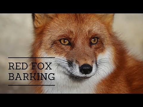 The Sound of a Fox Barking