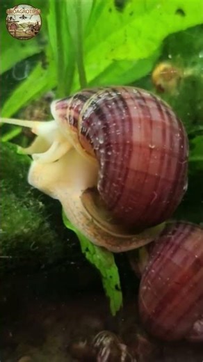 Did you know about the Apple Snail? 🐌 #aquatic #science #biology #fauna #nature #animals
