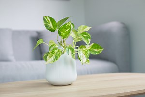 12 Types Of Pothos House Plants