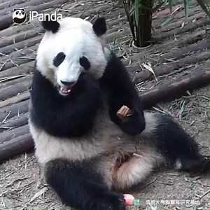 iPanda on Instagram: "With panda bread holding in my left hand and apple slices in my right one, I believe Nanny Tan loves me more than my sister He Hua. (He Ye) 💜 🐼 🐼 🐼 #iPanda #Cute #Panda #HiPanda #PandaTime #ChengduPandaBase #BestJobInTheWorld For more panda information, please check out: http://en.ipanda.com"