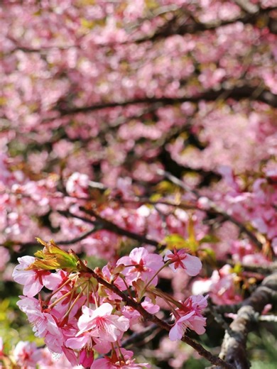 Explore Active Listings with Cinda Erickson Looking for your next home in Morgan County or Southeastern Ohio? Cinda’s current listings offer quality, value, and great locations for every lifestyle. With 20 years of experience, Cinda knows how to match buyers with the right home—and get sellers top results. 📲 Schedule your private showing today! 📞 740-336-8453 📧 CindaSellsOhio@gmail.com #ActiveListings #CindaSellsOhio #MoCoExpertAgent #BHHSPro #OhioHomes