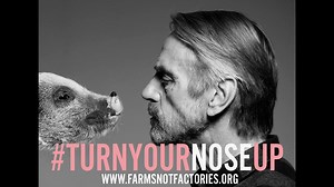 1.3M views · 8.8K reactions | Find out why Academy Award winner, Jeremy Irons only buys pork with a high welfare label. #TurnYourNoseUp Find out more: www.farmsnotfactories.org | Farms Not Factories | Facebook