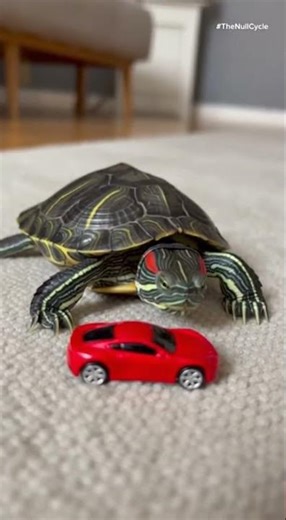 Turtle vs tiny car vs phone: Fight!