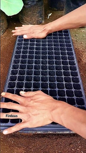 Simple steps for planting leek seeds in seedling trays #gardening #plants