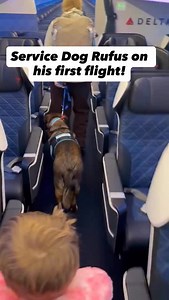 Service Dog Rufus put his training to work over the holiday season with numerous flights. He rocked each of the and was a perfect example of a service dog. Way to go! #ninerealmsk9 #spokanedogtrainer #servicedog #servicedogflying #servicedogtraining | Nine Realms Canine Training