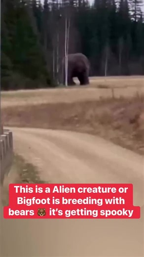 Is Bigfoot Breeding with Bears? Alien Hybrid Theories