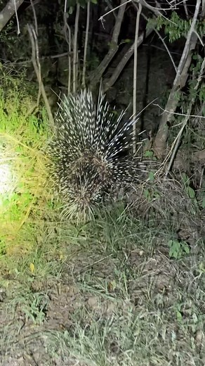 2K views · 341 reactions | Porcupine out and about last night #wildlife #wildlifephotography #nature #naturelovers | Christopher Tosi | Facebook