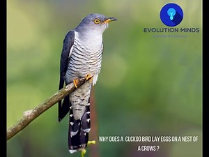 Why does a Cuckoo bird lay eggs on a nest of crows?