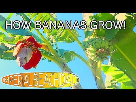 Banana Tree Time Lapse - 4 months in 1 minute!