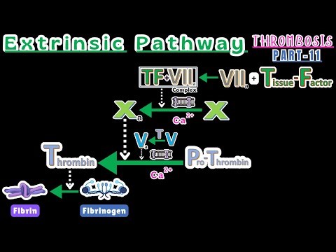 Extrinsic Coagulation Pathway Explained Simply | Tissue Factor & Factor VII & Common Pathway