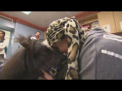 Miniature horses visit sick kids