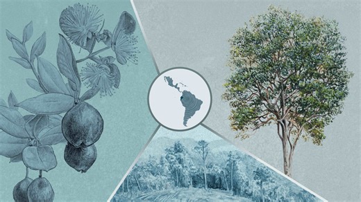 Arrayán de Quito: un árbol aniquilado de su hábitat natural en Ecuador