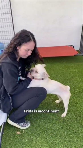 #adoptdontshop #losangelesrescue